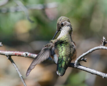 This $20 Garden Item Will Help Hummingbirds Survive the Great Migration