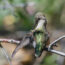 This $20 Garden Item Will Help Hummingbirds Survive the Great Migration