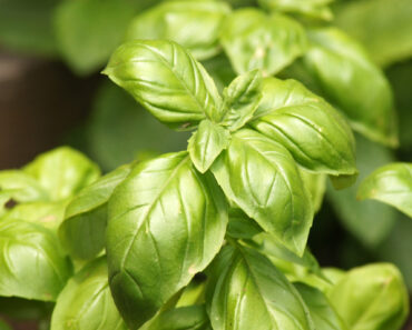 This 6 Late-Summer Herbs Actually Taste Better When the Weather Gets Hot