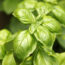 This 6 Late-Summer Herbs Actually Taste Better When the Weather Gets Hot