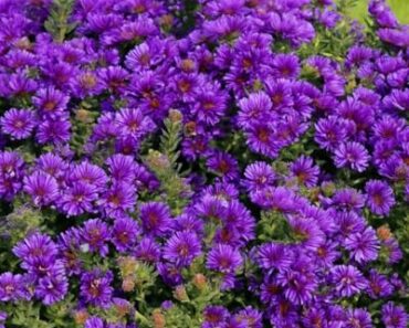 This Colorful Perennial Is Quietly Replacing Mums – It Blooms For Weeks Into Fall and Pollinators Love It