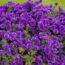 This Colorful Perennial Is Quietly Replacing Mums – It Blooms For Weeks Into Fall and Pollinators Love It