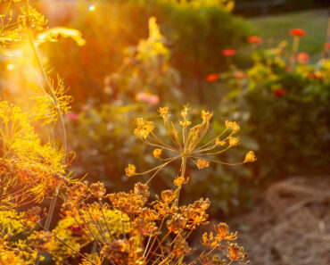 This Natural Tonic Will Revive Every Tired Garden in August, so I Don’t Know Why it’s Such a Well-Kept Secret This Natural Tonic Will Revive Every Tired Garden in August, so I Don’t Know Why it’s Such a Well-Kept Secret