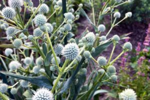 This Striking Prairie Native Is Quietly Replacing Mediterranean Plants – It’s Hardier and Wildlife-Friendly