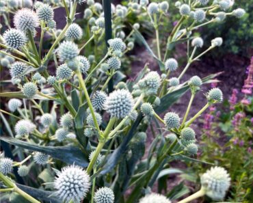 This Striking Prairie Native Is Quietly Replacing Mediterranean Plants – It’s Hardier and Wildlife-Friendly