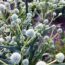 This Striking Prairie Native Is Quietly Replacing Mediterranean Plants – It’s Hardier and Wildlife-Friendly