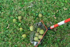 This Weird Tool is a Garden Game Changer – It Prevents Pests and Diseases in Your Yard (and Will Save Your Back!)