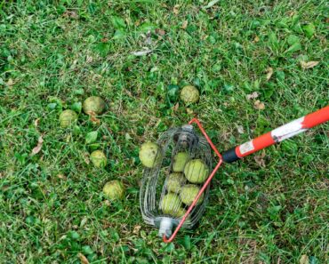 This Weird Tool is a Garden Game Changer – It Prevents Pests and Diseases in Your Yard (and Will Save Your Back!) This Weird Tool is a Garden Game Changer – It Prevents Pests and Diseases in Your Yard (and Will Save Your Back!)
