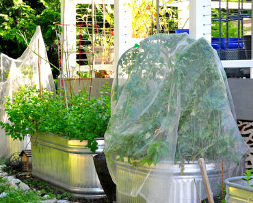 Tomatoes Still Have Flowers, But No Fruit? What to Do Before the Season Runs Out