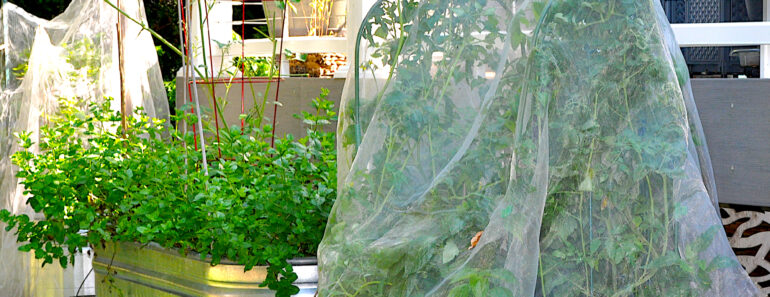 Tomatoes Still Have Flowers, But No Fruit? What to Do Before the Season Runs Out