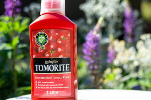 Weekend Win: Boost Patio Containers with Tomato Feed to Encourage a Last Flush of Flowers