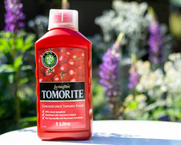 Weekend Win: Boost Patio Containers with Tomato Feed to Encourage a Last Flush of Flowers Weekend Win: Boost Patio Containers with Tomato Feed to Encourage a Last Flush of Flowers
