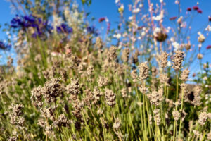 Weekend Win: Prune Lavender Now to Help it Survive Winter Chills