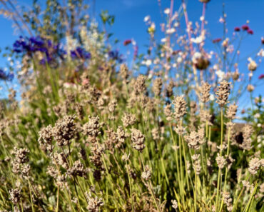 Weekend Win: Prune Lavender Now to Help it Survive Winter Chills
