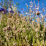 Weekend Win: Prune Lavender Now to Help it Survive Winter Chills