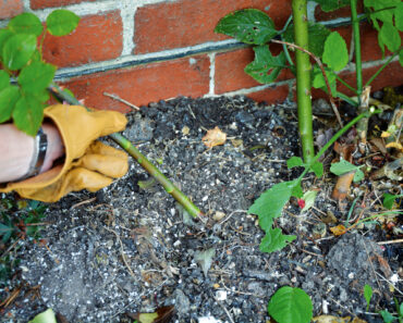 Weekend Win: This Quick August Job Will Bring Bigger, Better Roses Next Summer
