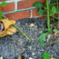 Weekend Win: This Quick August Job Will Bring Bigger, Better Roses Next Summer