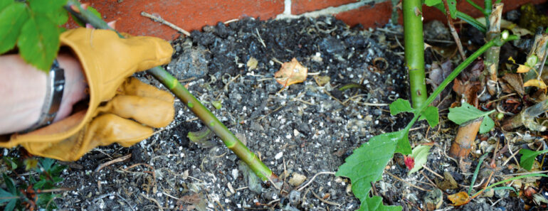 Weekend Win: This Quick August Job Will Bring Bigger, Better Roses Next Summer