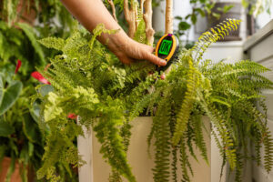 What Ferns Need in August: 5 Easy Tasks to Keep Them Lush and Beautiful Instead of Turning Brown and Crispy