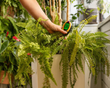 What Ferns Need in August: 5 Easy Tasks to Keep Them Lush and Beautiful Instead of Turning Brown and Crispy