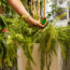 What Ferns Need in August: 5 Easy Tasks to Keep Them Lush and Beautiful Instead of Turning Brown and Crispy
