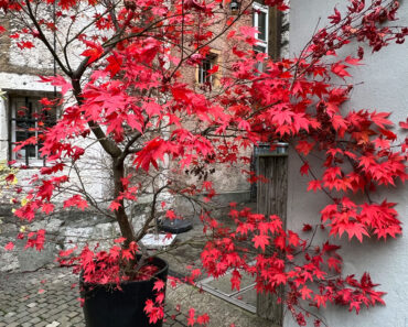 What Japanese Maple Trees Need in August for Brilliant Fall Color