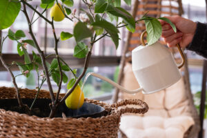 What Lemon Trees Need in August: 5 Easy Tasks That Guarantee Juicy Harvests in the Coming Months
