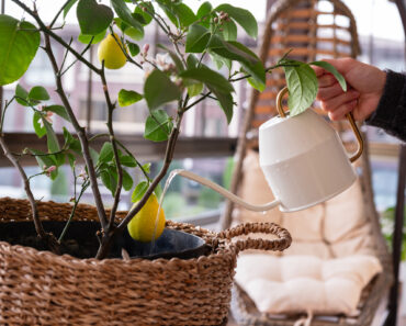 What Lemon Trees Need in August: 5 Easy Tasks That Guarantee Juicy Harvests in the Coming Months What Lemon Trees Need in August: 5 Easy Tasks That Guarantee Juicy Harvests in the Coming Months
