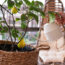 What Lemon Trees Need in August: 5 Easy Tasks That Guarantee Juicy Harvests in the Coming Months