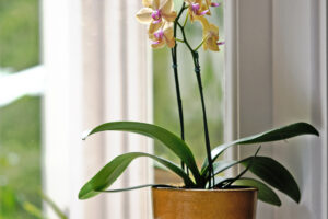 What Orchids Need in August to Keep Blooming Through Fall & Winter – 6 Easy Tasks to Do Now for More Flowers