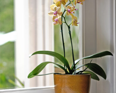 What Orchids Need in August to Keep Blooming Through Fall & Winter – 6 Easy Tasks to Do Now for More Flowers What Orchids Need in August to Keep Blooming Through Fall & Winter – 6 Easy Tasks to Do Now for More Flowers