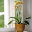 What Orchids Need in August to Keep Blooming Through Fall & Winter – 6 Easy Tasks to Do Now for More Flowers
