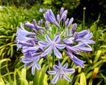 What to do With Agapanthus in August – 3 Easy Care Tips for Longer-Lasting Blooms This Year and Healthier Plants Next Year What to do With Agapanthus in August – 3 Easy Care Tips for Longer-Lasting Blooms This Year and Healthier Plants Next Year