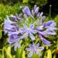 What to do With Agapanthus in August – 3 Easy Care Tips for Longer-Lasting Blooms This Year and Healthier Plants Next Year