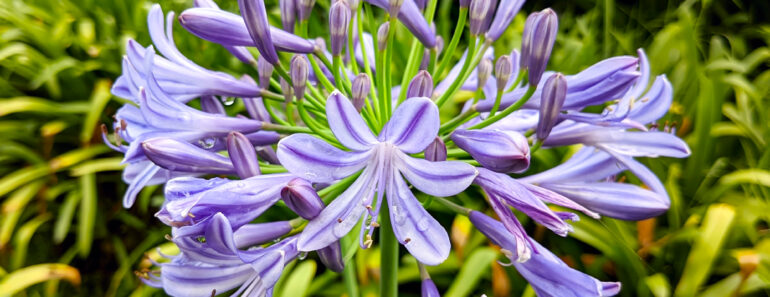 What to do With Agapanthus in August – 3 Easy Care Tips for Longer-Lasting Blooms This Year and Healthier Plants Next Year What to do With Agapanthus in August – 3 Easy Care Tips for Longer-Lasting Blooms This Year and Healthier Plants Next Year
