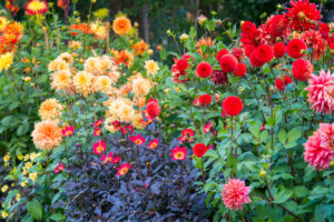 What Your Dahlias Need in August – 5 Easy Wins for Massive Blooms That Keep Dazzling Until First Frost