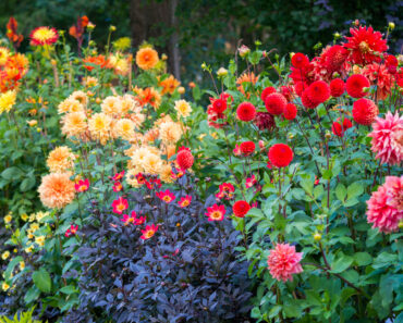 What Your Dahlias Need in August – 5 Easy Wins for Massive Blooms That Keep Dazzling Until First Frost