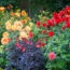 What Your Dahlias Need in August – 5 Easy Wins for Massive Blooms That Keep Dazzling Until First Frost