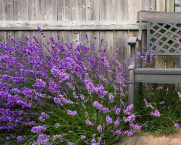 What Your Lavender Needs in August – These 5 Easy Tasks Keep Your Plants Lush and Multiply Your Blooms What Your Lavender Needs in August – These 5 Easy Tasks Keep Your Plants Lush and Multiply Your Blooms