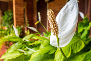 What Your Peace Lily Needs in August – 5 Easy Wins for Lush Growth and Dazzling Blooms that Last Longer