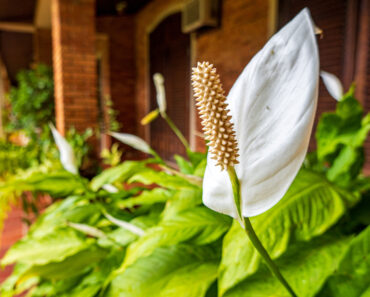 What Your Peace Lily Needs in August – 5 Easy Wins for Lush Growth and Dazzling Blooms that Last Longer