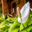 What Your Peace Lily Needs in August – 5 Easy Wins for Lush Growth and Dazzling Blooms that Last Longer