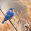 Why a Waiting Branch is the Simple Bird Bath Upgrade Your Garden Birds Need This Summer
