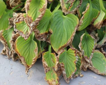 Why Are My Hosta Leaves Turning Brown? How to Read the Damage and Fix It Fast