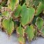 Why Are My Hosta Leaves Turning Brown? How to Read the Damage and Fix It Fast