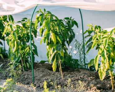Why Are My Peppers Dropping Their Leaves in August? Diagnosing Late-Summer Defoliation