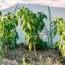 Why Are My Peppers Dropping Their Leaves in August? Diagnosing Late-Summer Defoliation