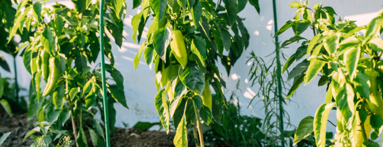 Why Are My Peppers Dropping Their Leaves in August? Diagnosing Late-Summer Defoliation Why Are My Peppers Dropping Their Leaves in August? Diagnosing Late-Summer Defoliation