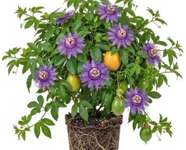 Why I Let My Passionflower Take Over My Fence (and It’s Not Just Because It Looks So Good)