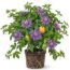 Why I Let My Passionflower Take Over My Fence (and It’s Not Just Because It Looks So Good)